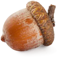 Nut Simulator Unblocked